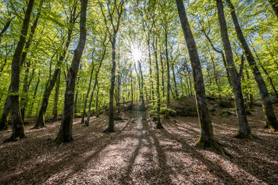 Beech forest in autumn