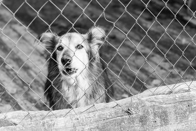 Close-up portrait of a dog