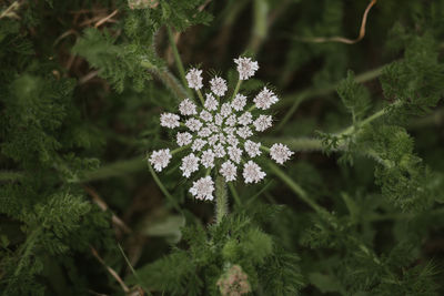 Close-up of flowering plant