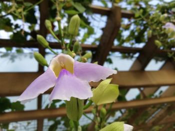 Close-up of flower blooming on tree