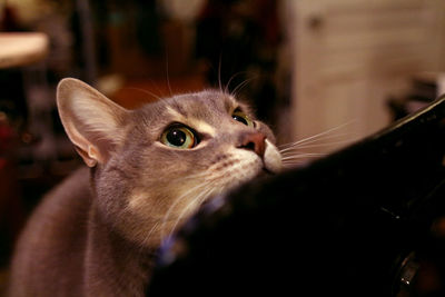 Close-up portrait of a cat looking away
