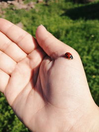 Close-up of insect on hand, lady bug