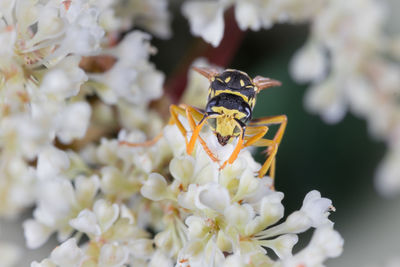 Wasp sting on lavander, macro photo. wasp abdomen