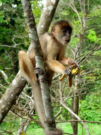 Monkey on tree branch in forest