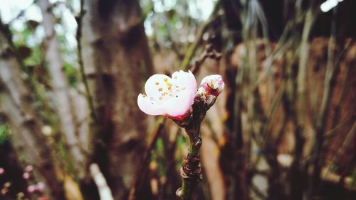 Close-up of flower growing on tree