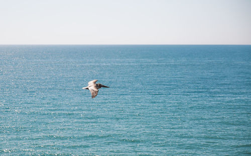 Pelican flying over sea