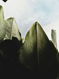 Low angle view of plant against sky