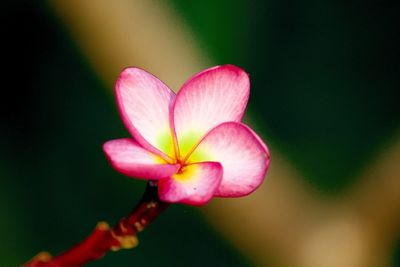 Close-up of pink flower