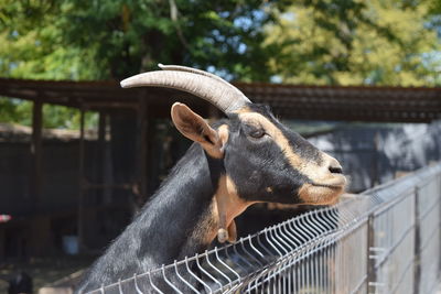 Close-up of goat by fence