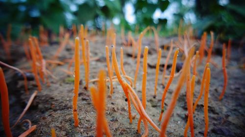 Close-up of plants growing on field