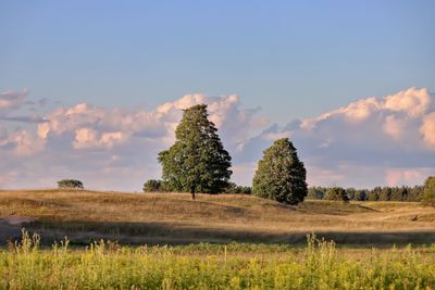 Trees on field against sky