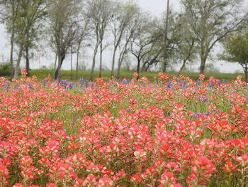 Indian paintbrush flowers blooming on field