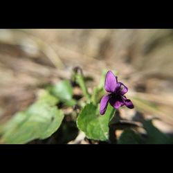 Close-up of purple flowers blooming outdoors