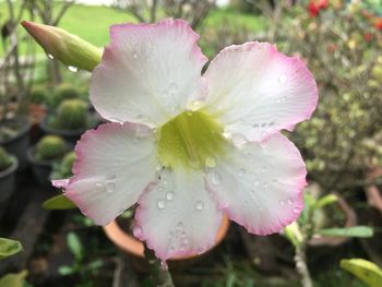 Close-up of wet pink flower blooming outdoors