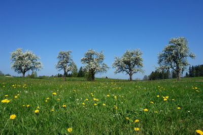 Scenic view of field against clear blue sky