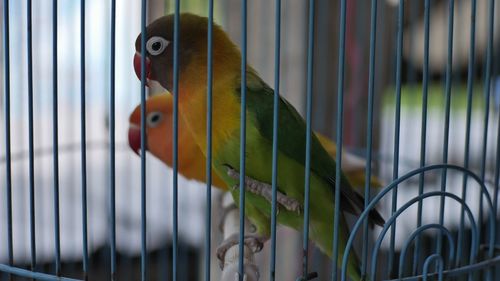 Close-up of parrot in cage