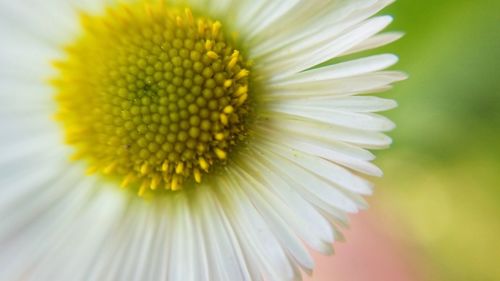 Close-up of white flower