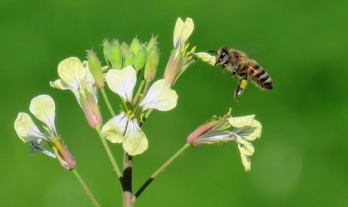 Close-up of bee on flower