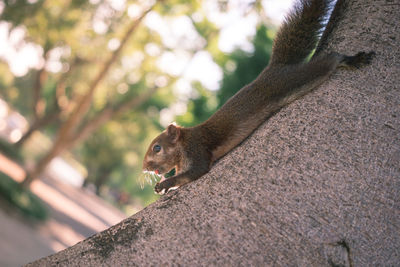 Close-up of squirrel on tree trunk