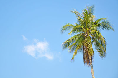 Low angle view of coconut palm tree against blue sky