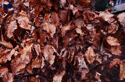 Full frame shot of leaves