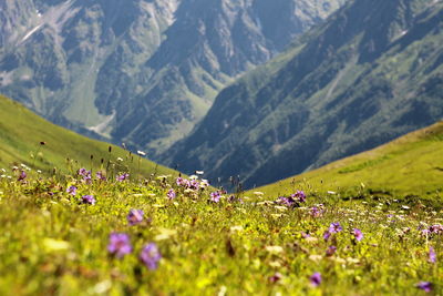 Surface level of flowers in mountains