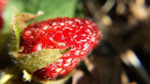 Close-up of strawberry