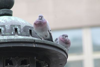 Low angle view of pigeons perching on metal