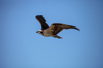 Low angle view of eagle flying in sky