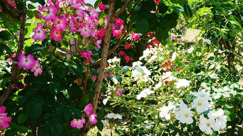 Close-up of pink flowering plant