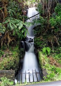 Scenic view of waterfall in forest