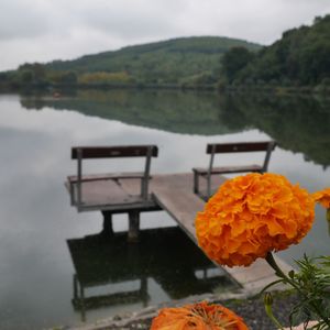 Close-up of flowers against calm lake