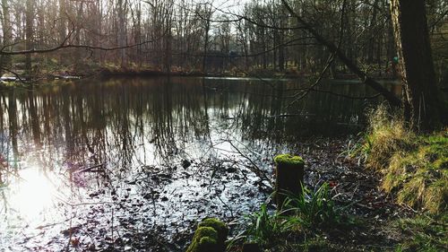 Reflection of trees in water