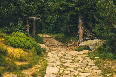 Footpath amidst trees in forest