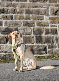 Portrait of dog on footpath