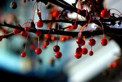 Close-up of red berries on tree