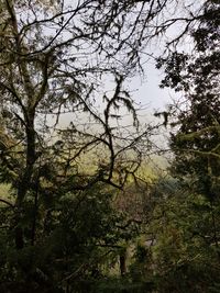 Low angle view of trees in forest