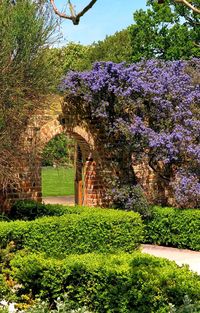 View of purple flowering plants in park