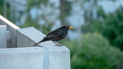 Bird perching on a wall