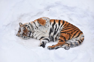 High angle portrait of tiger lying on snow covered field