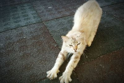 High angle portrait of cat sitting on street