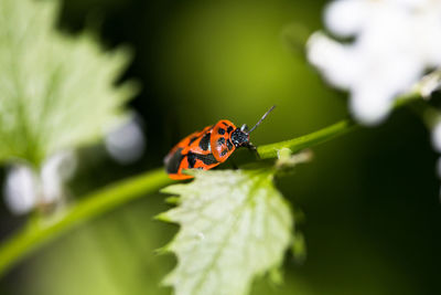 Close-up of ladybug on leaf