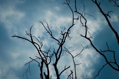 Low angle view of bare trees against sky
