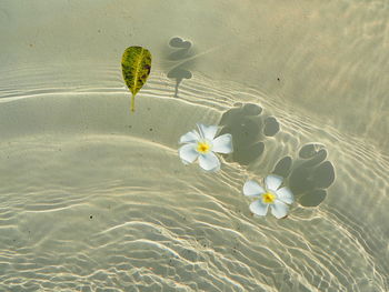 Plumeria  or frangipani on surface  water of swimming pool 