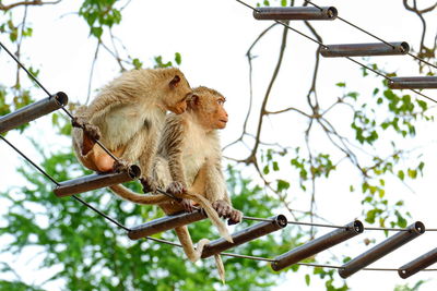 Low angle view of monkey on branch