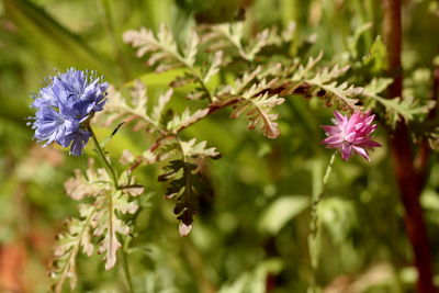 Close-up of insect on purple flowering plant