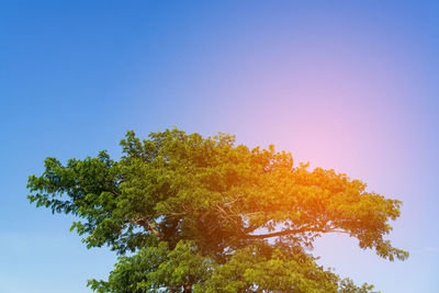 Low angle view of tree against sky