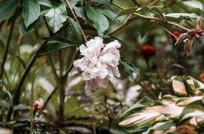 Close-up of white flowering plant