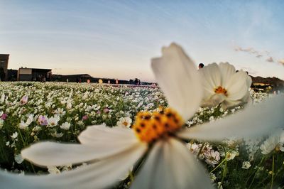 Close-up of white flowering plants on field