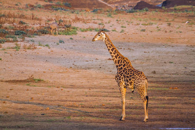 Giraffe standing on land at sunset